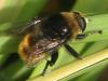 Merodon equestris